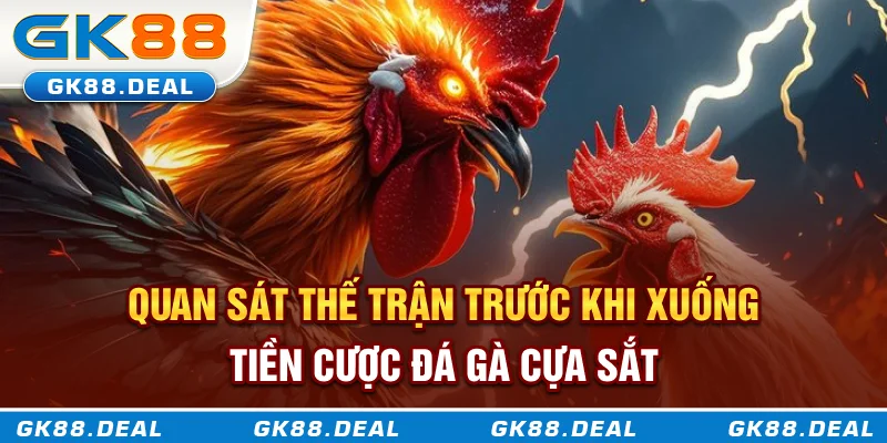 Quan sát thế trận trước khi xuống tiền cược đá gà cựa sắt